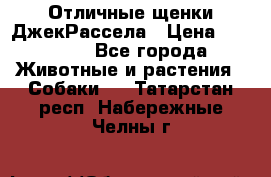 Отличные щенки ДжекРассела › Цена ­ 50 000 - Все города Животные и растения » Собаки   . Татарстан респ.,Набережные Челны г.